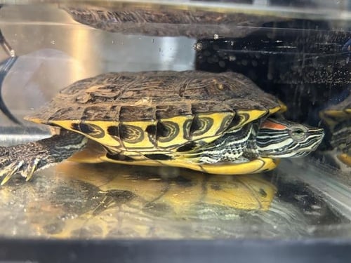 *TURTS - Turtle available for adoption