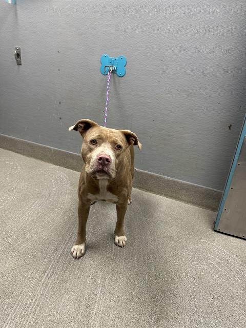 RYLO - Pit Bull Terrier available for adoption