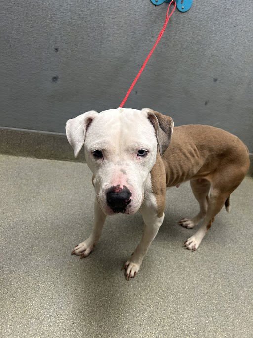 *REGINA - Pit Bull Terrier available for adoption