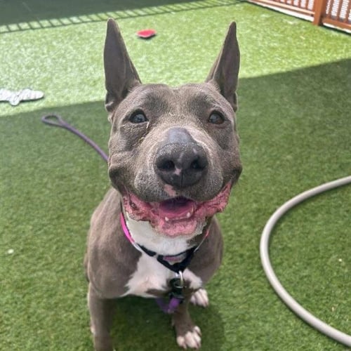 *BONNIE - Pit Bull Terrier available for adoption