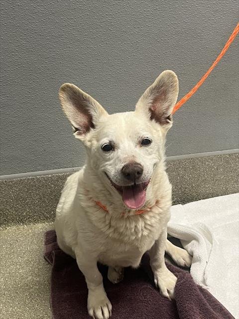 *DAVE - Chihuahua available for adoption