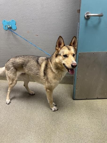 *KRISSY - German Shepherd Dog available for adoption