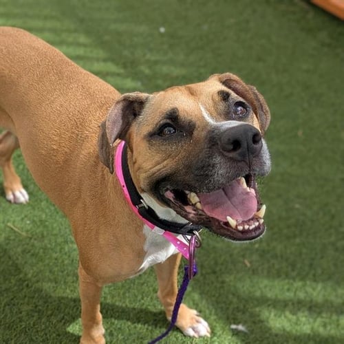 CHLOE - Pit Bull Terrier available for adoption