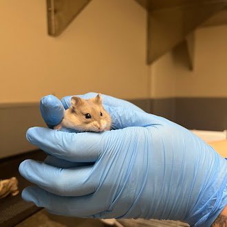 *WIGGLES - Hamster available for adoption