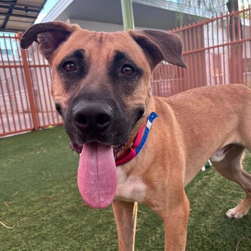 TONY - Mastiff available for adoption