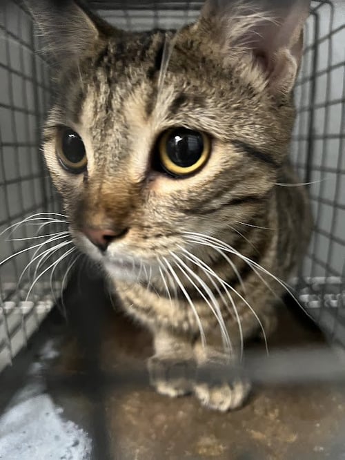 *JASMINE - Domestic Short Hair available for adoption