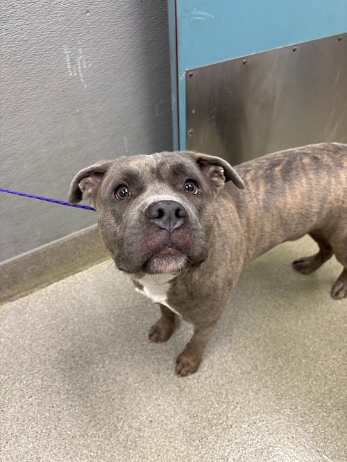 OCEAN - Pit Bull Terrier available for adoption