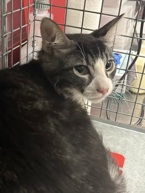 *POTTER - Domestic Short Hair available for adoption
