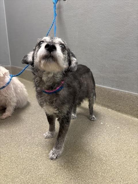 MARNIE - Miniature Schnauzer available for adoption