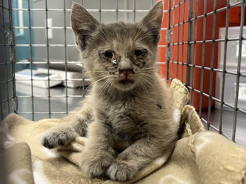 *LIGHTNING MCQUEEN - Domestic Short Hair available for adoption