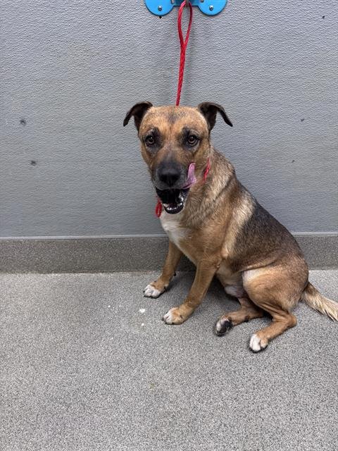 *BUGS - German Shepherd Dog available for adoption