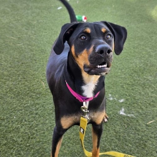 *AZAYLAH - Rottweiler available for adoption