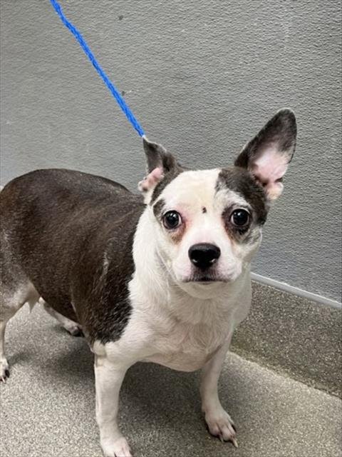 CONNOR - Chihuahua available for adoption