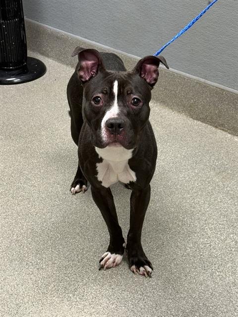 *DUCKLING - Pit Bull Terrier available for adoption