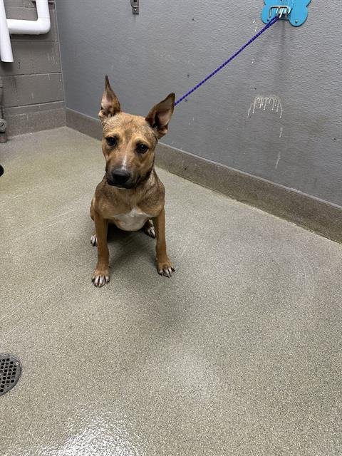 *IRACEBETH - German Shepherd Dog available for adoption