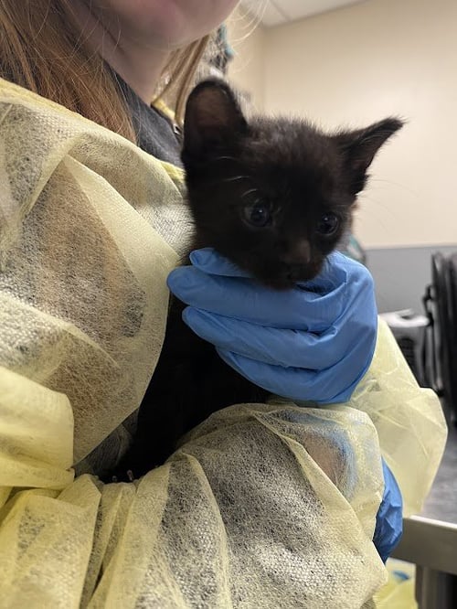 *TOPEKA - Domestic Short Hair available for adoption