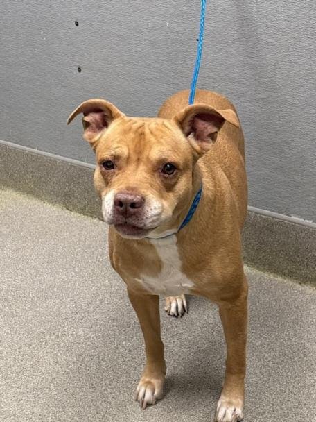 *SUNSHINE - Pit Bull Terrier available for adoption