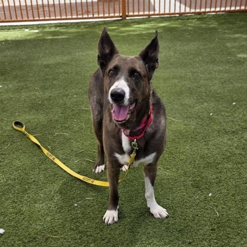 SAIBI - German Shepherd Dog available for adoption
