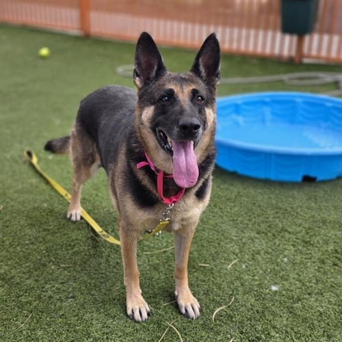 DELILAH - German Shepherd Dog available for adoption