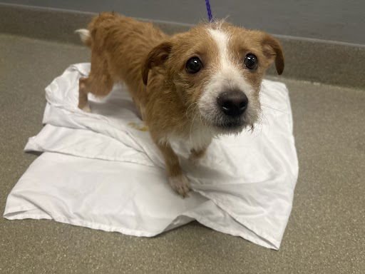 *CARNELIAN - Terrier available for adoption