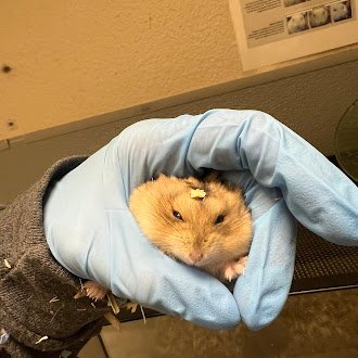 *BEAR - Hamster available for adoption