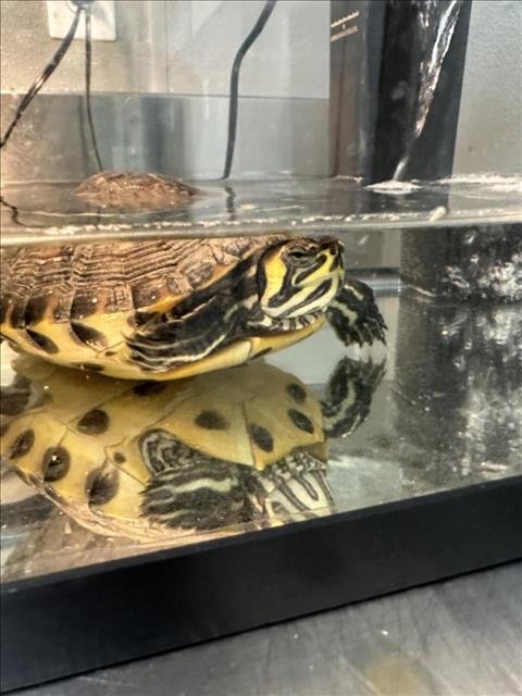 *BUMBLEBEE - Turtle available for adoption