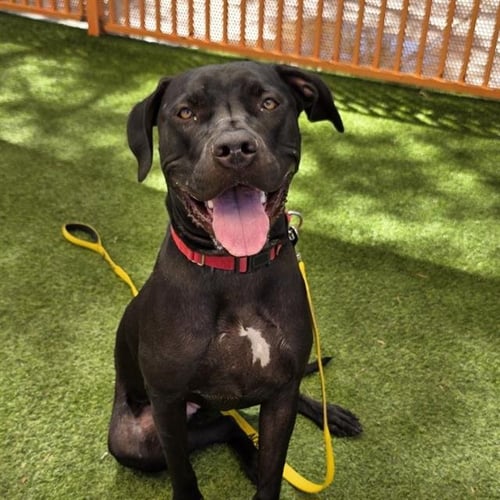 NADIA - Mastiff available for adoption