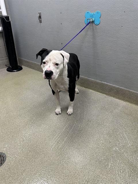 *FRANKENSTEIN - Staffordshire Bull Terrier available for adoption