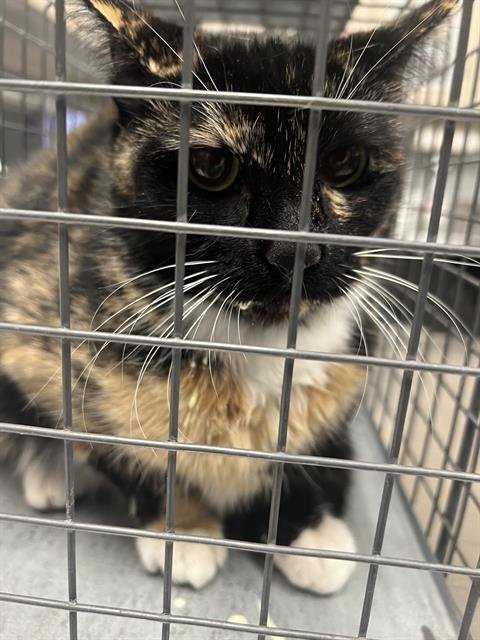 *GRACIE - Domestic Short Hair available for adoption