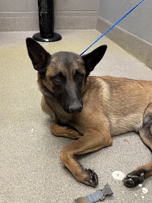 *LILIAN - Belgian Shepherd Malinois available for adoption