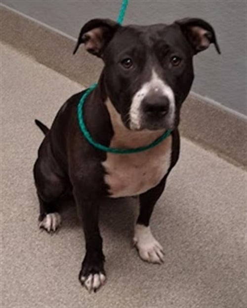 *CHI - Pit Bull Terrier available for adoption