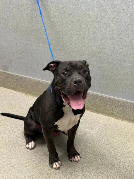 ONYX - Pit Bull Terrier available for adoption