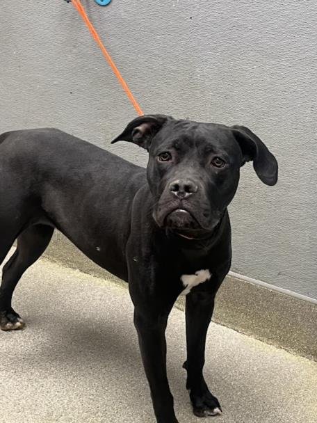 *STINKER BELL - Cane Corso Mastiff available for adoption