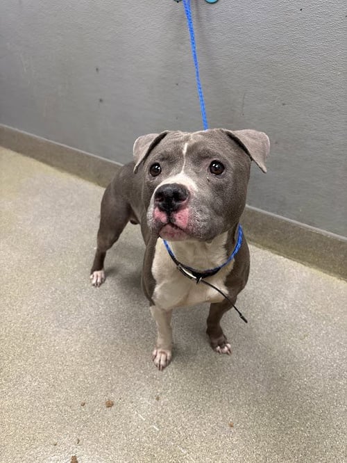 *CANDYMAN - Pit Bull Terrier available for adoption