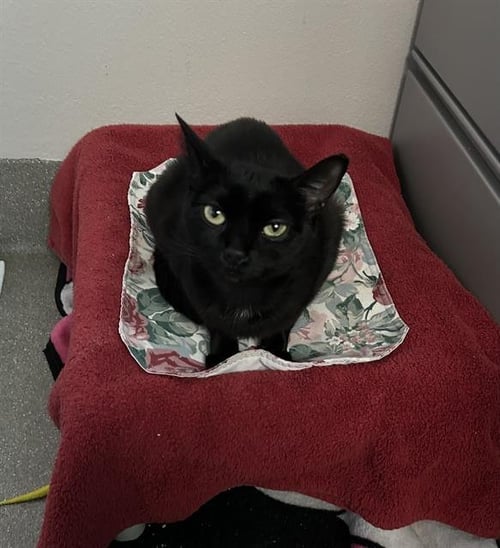*MIRLANA - Domestic Short Hair for adoption in North Las Vegas