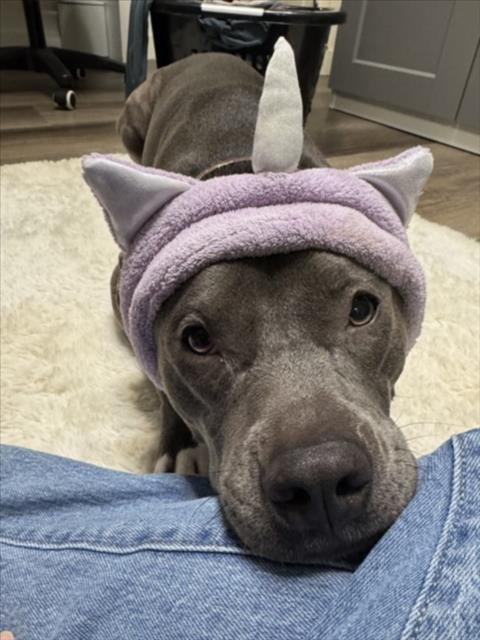 VALKERIE - Pit Bull Terrier available for adoption