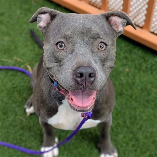 VALKERIE - Pit Bull Terrier available for adoption