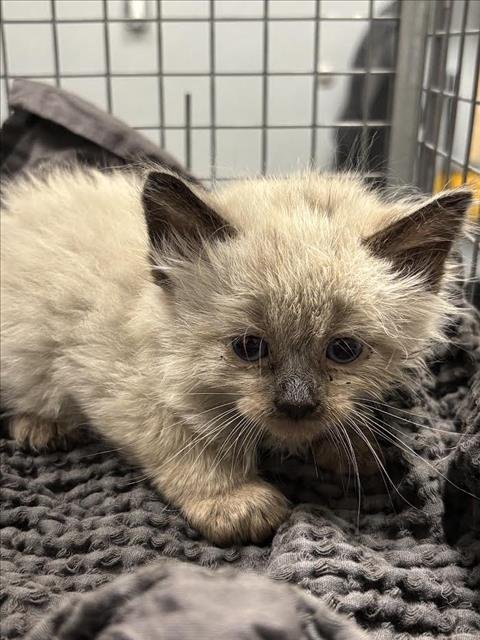 *TODD - Domestic Medium Hair available for adoption