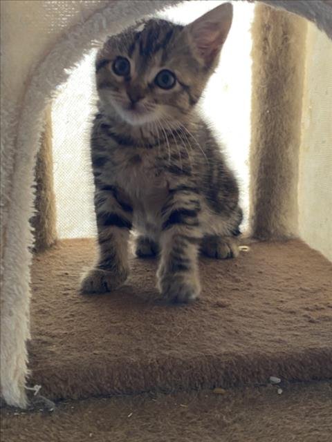 *POM-POM - Domestic Short Hair available for adoption