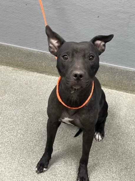 *WENDY - Pit Bull Terrier available for adoption
