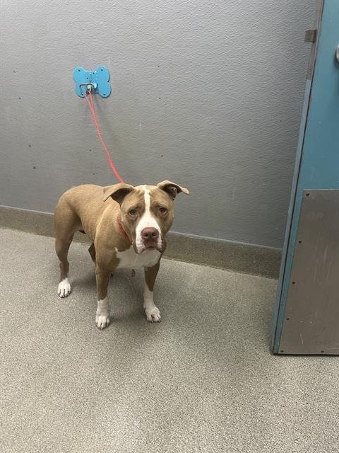 *SERENA - Pit Bull Terrier available for adoption