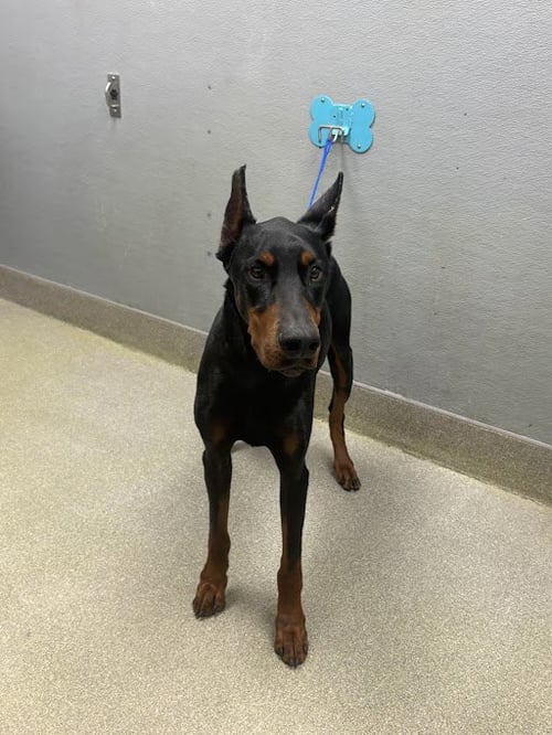 ODISSIUS - Doberman Pinscher available for adoption