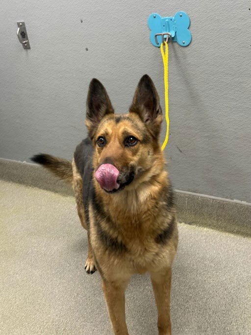 CRYSTAL - German Shepherd Dog available for adoption