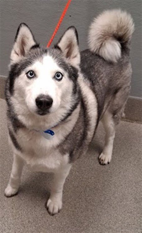 NOVA - Siberian Husky available for adoption