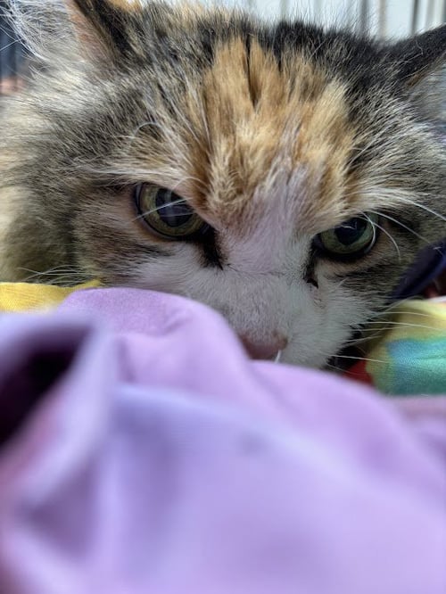 *JEWEL - Domestic Long Hair available for adoption