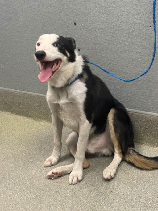 ROCKY - Border Collie available for adoption