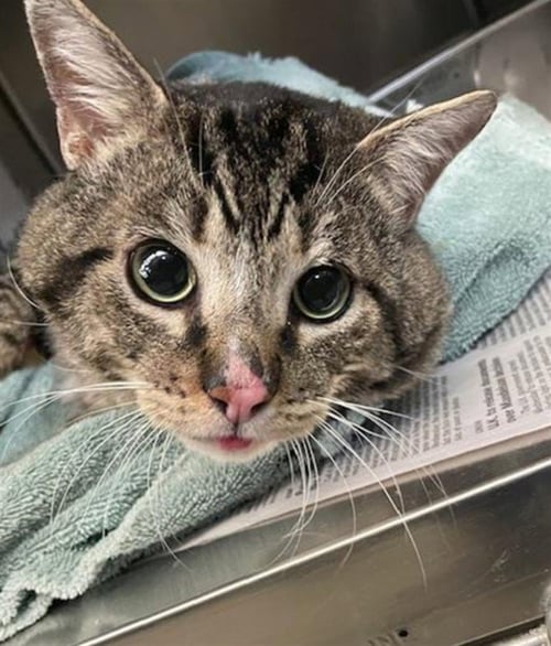 *MACHO MAN - Domestic Short Hair available for adoption