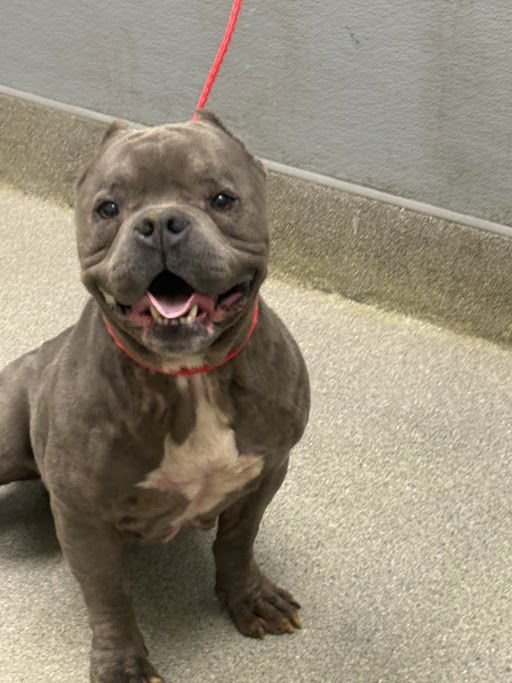 *MARTY MCFLY - Staffordshire Bull Terrier available for adoption