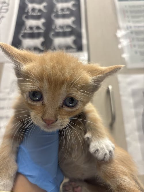 *CHIQUITO - Domestic Short Hair available for adoption