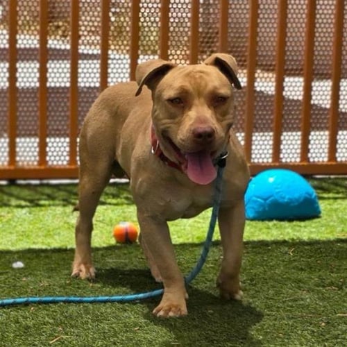 *CHARLIE BROWN - Pit Bull Terrier available for adoption